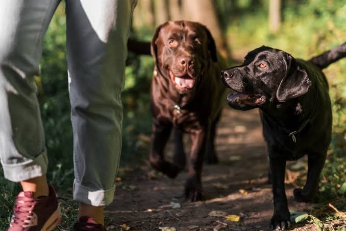 Basic obedience training